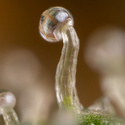 Lemon Cherry Gelato (Zamnesia Seeds) Feminiserede