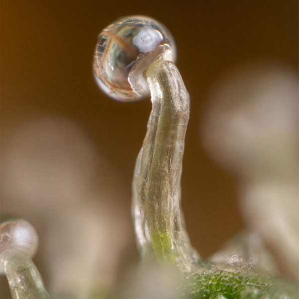 Lemon Cherry Gelato (Zamnesia Seeds) Feminiserede