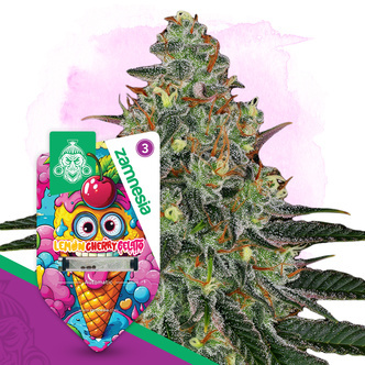 Lemon Cherry Gelato Automatic (Zamnesia Seeds) feminiserede cannabisfr&oslash;