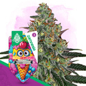 Lemon Cherry Gelato Autoflower (Zamnesia Seeds) Feminiserede
