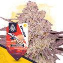 Jet Fuel (Zamnesia Seeds) Feminiserede