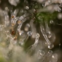 Jet Fuel (Zamnesia Seeds) Feminiserede