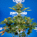 Jet Fuel (Zamnesia Seeds) Feminiserede