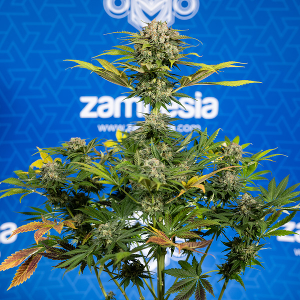 Jet Fuel (Zamnesia Seeds) Feminiserede