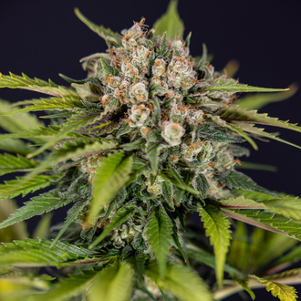 Jet Fuel (Zamnesia Seeds) Feminiserede