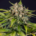 Jet Fuel (Zamnesia Seeds) Feminiserede