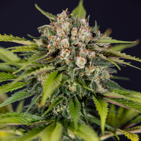 Jet Fuel (Zamnesia Seeds) Feminiserede
