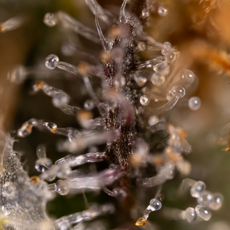 Jet Fuel (Zamnesia Seeds) Feminiserede