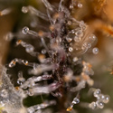 Jet Fuel (Zamnesia Seeds) Feminiserede