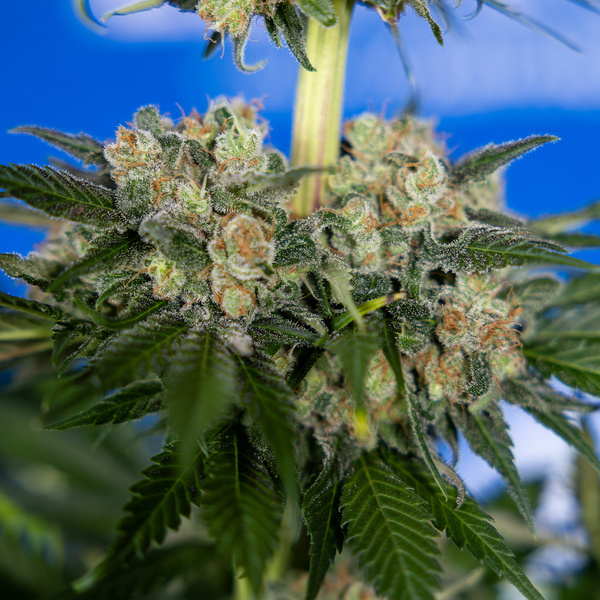 Jet Fuel (Zamnesia Seeds) Feminiserede