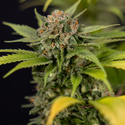 Jet Fuel (Zamnesia Seeds) Feminiserede