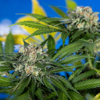 Jet Fuel (Zamnesia Seeds) Feminiserede
