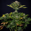 Jet Fuel (Zamnesia Seeds) Feminiserede