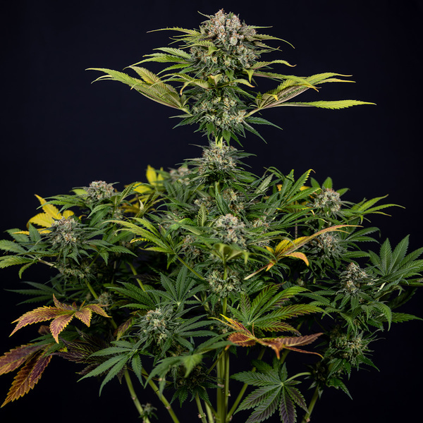 Jet Fuel (Zamnesia Seeds) Feminiserede