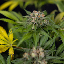 Jet Fuel (Zamnesia Seeds) Feminiserede