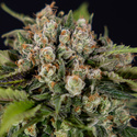 Jet Fuel (Zamnesia Seeds) Feminiserede