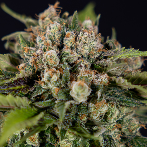 Jet Fuel (Zamnesia Seeds) Feminiserede