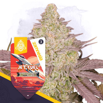 Jet Fuel Autoflower (Zamnesia Seeds) Feminiserede