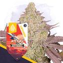 Jet Fuel Autoflower (Zamnesia Seeds) Feminiserede