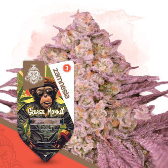 Grease Monkey (Zamnesia Seeds) feminiserede cannabisfr&oslash;