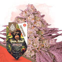 Grease Monkey (Zamnesia Seeds) Feminiserede
