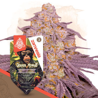Grease Monkey Autoflower (Zamnesia Seeds) Feminiserede