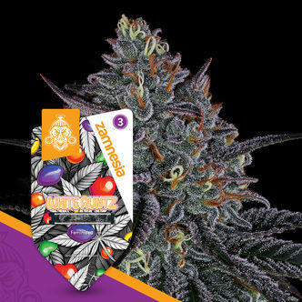 White Runtz (Zamnesia Seeds) feminiserede cannabisfr&oslash;