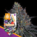 White Runtz (Zamnesia Seeds) Feminiserede