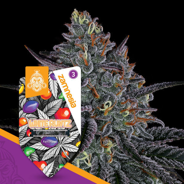 White Runtz (Zamnesia Seeds) Feminiserede