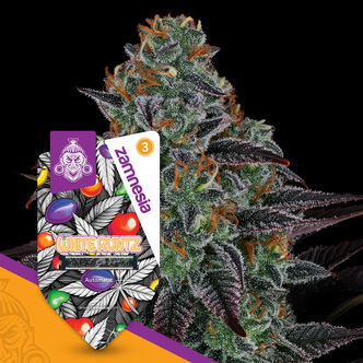 White Runtz Automatic (Zamnesia Seeds) feminiserede