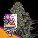 White Runtz Autoflower (Zamnesia Seeds) Feminiserede