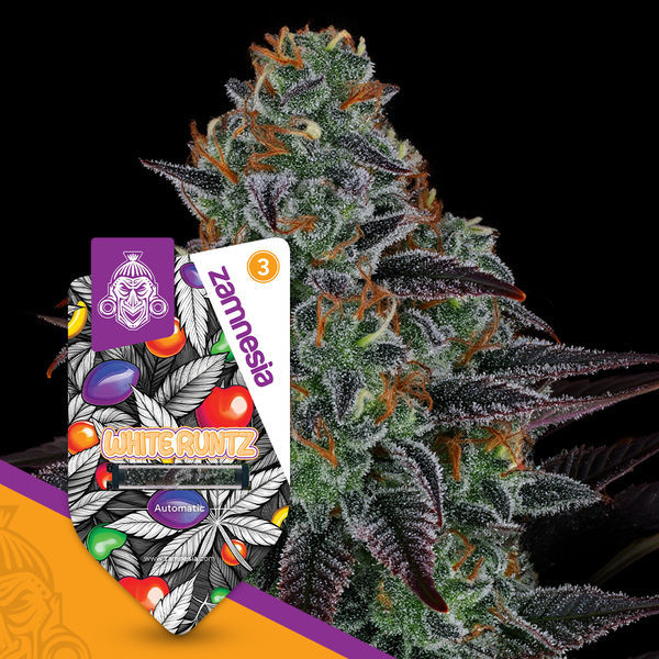 White Runtz Autoflower (Zamnesia Seeds) Feminiserede