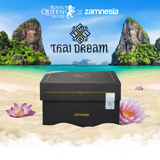 Thai Dream (Royal Queen Seeds x Zamnesia) Feminiserede