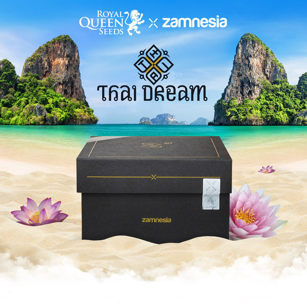Thai Dream (Royal Queen Seeds x Zamnesia) Feminiserede