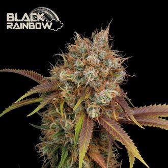 Black Rainbow (Seedstockers) Feminiserede