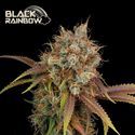 Black Rainbow (Seedstockers) Feminiserede