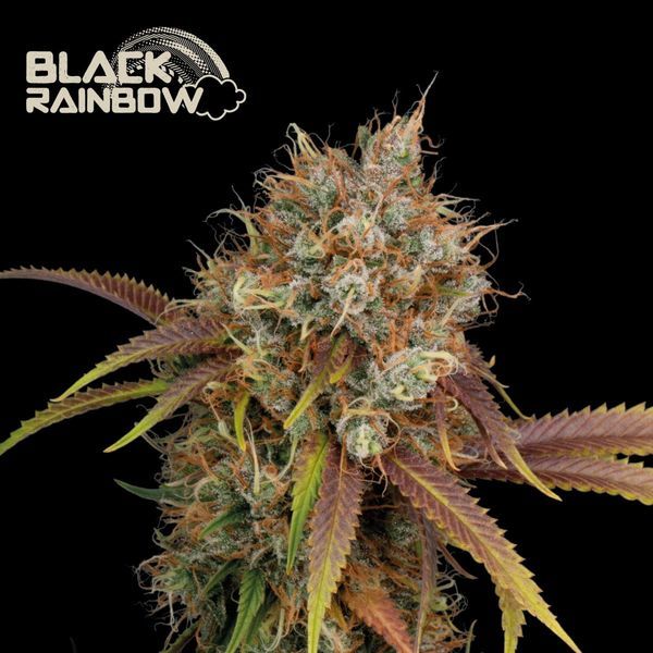 Black Rainbow (Seedstockers) Feminiserede