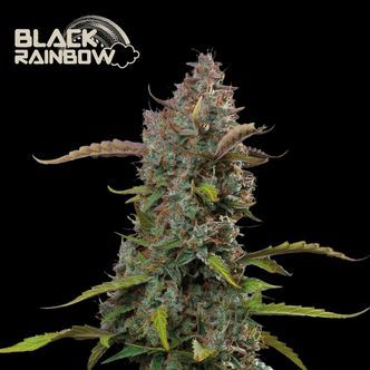 Black Rainbow Auto (Seedstockers Superior) feminiseret