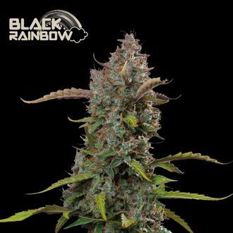 Black Rainbow Auto (Seedstockers) Feminiserede
