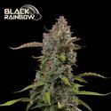 Black Rainbow Auto (Seedstockers) Feminiserede