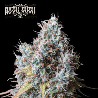 Rucu Cucu OG (Seedstockers Superior) feminiserede cannabisfr&oslash;