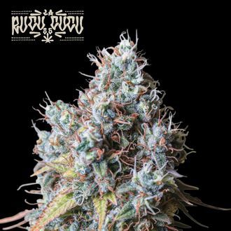 Rucu Cucu OG (Seedstockers) Feminiserede