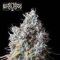 Rucu Cucu OG (Seedstockers) Feminiserede