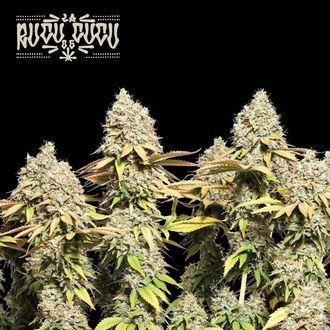 Rucu Cucu OG Auto (Seedstockers) Feminiserede