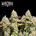 Rucu Cucu OG Auto (Seedstockers) Feminiserede