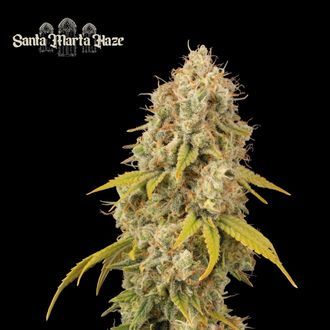 Santa Marta Haze (Seedstockers) Feminiserede