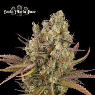 Santa Marta Haze Auto (Seedstockers Superior) feminiserede cannabisfr&oslash;