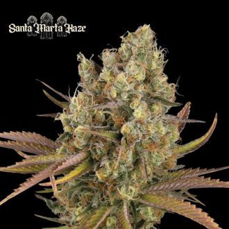 Santa Marta Haze Auto (Seedstockers) Feminiserede
