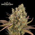 Santa Marta Haze Auto (Seedstockers) Feminiserede