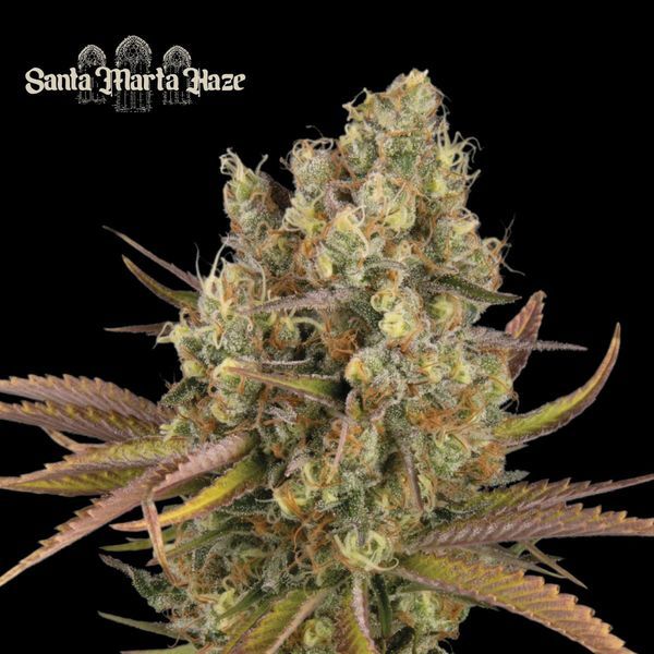 Santa Marta Haze Auto (Seedstockers) Feminiserede